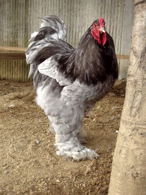 King of all Brahma Rooster, Light Brahma, Black And White Chickens, Brahma Chicken, Chicken Coloring, Birds Photography Nature, Birds For Sale, Chicken Pictures, Fancy Chickens