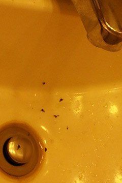 How do you get rid of sink/drain flies? Getting Rid Of Nats, Drain Flies, Sugar Ants, How To Get Rid Of Gnats, Tiny Ants, Get Rid Of Flies, Sink Repair, Rid Of Ants, Drain Cleaners