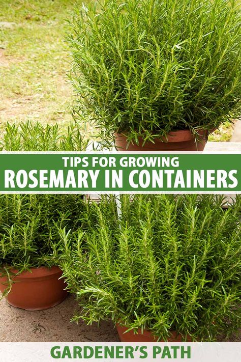 A close up vertical image of large terra cotta pots growing large rosemary plants set on a patio with a lawn in the background. To the center and bottom of the frame is green and white printed text. Things To Make With Fresh Rosemary, Potted Herb Garden Ideas, Rosemary In Pots, Rosemary Plant Care, Plant Rosemary, How To Grow Rosemary, Herb Planting, Grow Rosemary, Container Herb Garden