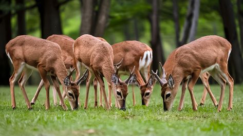 Group Of European Roe Deer In Serene Grazing#pikbest##Photo Deer Png, Photography Movies, Roe Deer, Deer Art, Photo Grouping, Nature Gif, Photography Pictures, Photo Design, Graphic Design Templates