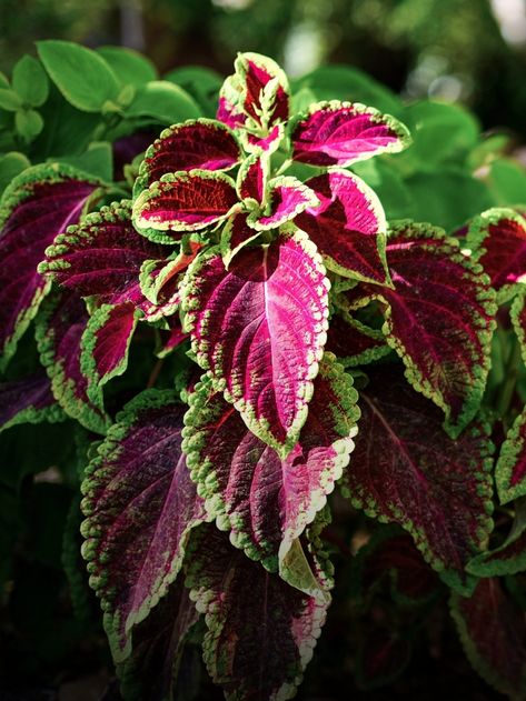 Winterize Coleus: How to Overwinter Coleus Plants Overwinter Coleus, Coleus Plants, Weird Plants, Root System, Come Back, Indoor Plants, Plants