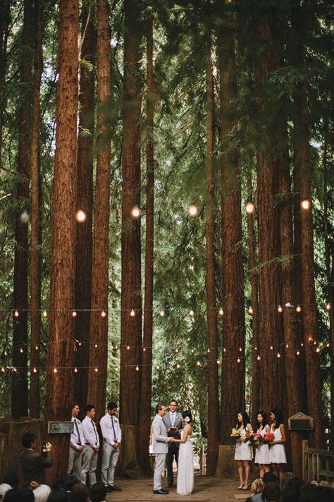 unusual forest wedding ceremony surrounded by pine trees Woodland Wedding Dress, Redwood Forest Wedding, Forest Wedding Ceremony, Woodland Wedding Decorations, Unusual Wedding Venues, Forest Wedding Venue, Fall Green, Enchanted Forest Wedding, Unusual Weddings