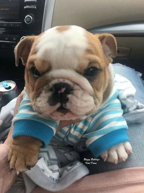 Baby Bulldogs, Baby Bulldog, Cute Bulldog Puppies, Super Cute Puppies, Cute Bulldogs, Bull Dogs, Baby Animals Pictures