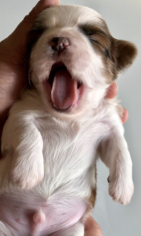 We call him Brownie. Sweet little male Shih Tzu puppy, 2 weeks old. #foxiepup Dog Photoshoot Pet Photography, Puppy Care Tips, Puppy Photoshoot, Skirt Circle, Beautiful Dog Breeds, Puppy Photography, Puppy Mom, Newborn Puppies, Dog Photoshoot