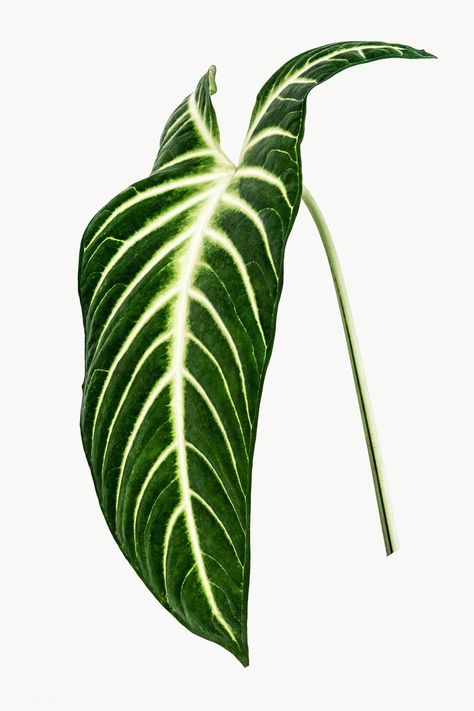 Collage Plants, Plant Jungle, Leaf Png, Alocasia Plant, Perspective Drawing Architecture, Jungle Tropical, Leaf Painting, Zen Doodle Art, Leaf Plant