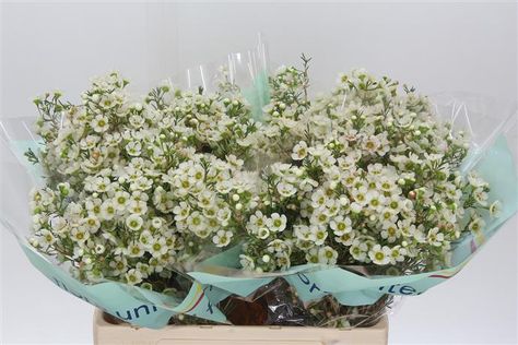 Chamelaucium Un Jenny Jane - Heemskerk Flowers Waxflower Bouquet, White Waxflower, Wax Flower Bouquet, Wrapped Bouquet, Panorama City, Monterey Park, Wax Flower, Flower Room, Rose Hill