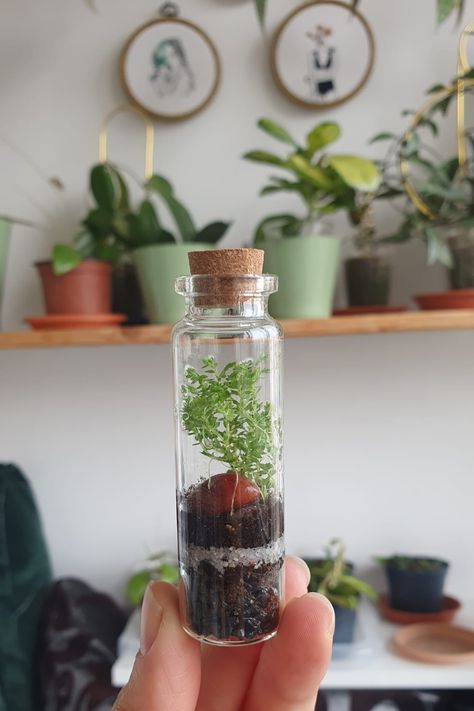 Mini Terrarium - a mini ecosystem for a tiny moss. Small Moss Terrarium, Small Terrarium, Terrarium Ideas, Beautiful Terrariums, Mini Terrarium, Moss Terrarium, House Plants Decor, Fancy Bags, Ecosystem