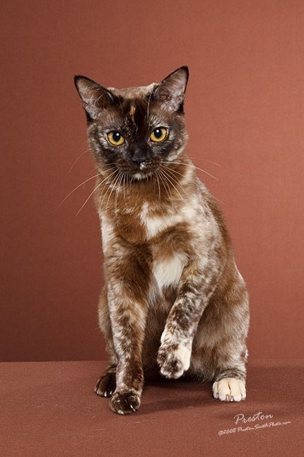 Tortoiseshell sepia point self Brindle Cat, Lackadaisy Oc, Warrior Oc, Oc Pictures, Snowshoe Cat, Cat Poses, Cat References, Cat Reference, Cute Cat Breeds