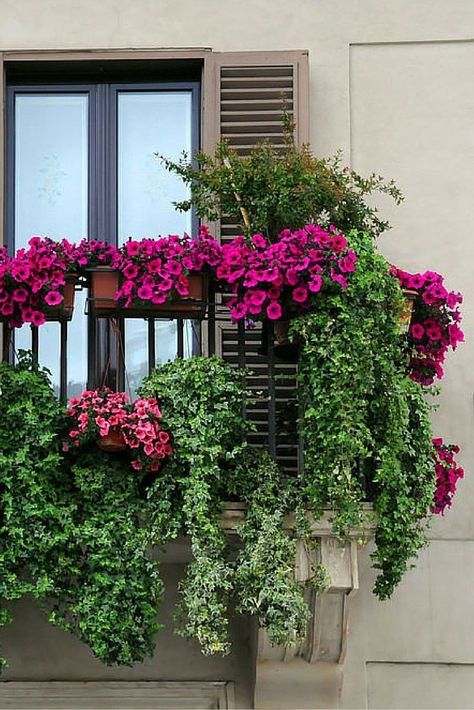 Balcony Garden Flowers, Balcony Flowers Apartment, Balcony Flower Garden, Balcony Flower Box, Apartment Gardening, Jungle Plants, Apartment Balcony Garden, Balkon Decor, Houses Luxury