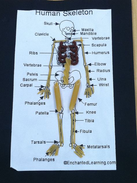 Pasta skeleton.  I am so making these with Z today. :) Skeletal System Project Models, Pasta Skeleton, Drawing Ideas Skeleton, Skeletal System Project, Health Science Classroom, Skeleton Project, Classroom Holiday Crafts, Biology Ideas, Human Body Projects