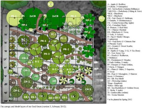 100ft x 100ft area = 50+ food producing plants.  The brown 'paths' can also be swales to direct, collect,  filter rain water.  Plant a tree, yes... but make it edible! Food Forest Design, Chives Plant, Food Forest Garden, Peppermint Plants, Planting Onions, Garden Plan, Permaculture Design, Permaculture Gardening, Edible Landscaping