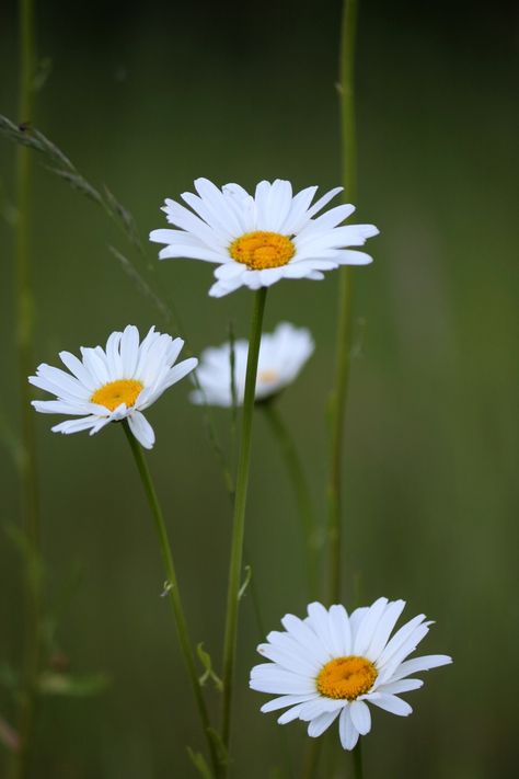 Oxeye Daisy (Leucanthemum) Oxeye Daisy, Wild Daisies, Garden Mural, Lilac Sky, Plant Journal, Lighting Logo, Look At The Sky, Pretty Sky, Aesthetic Look