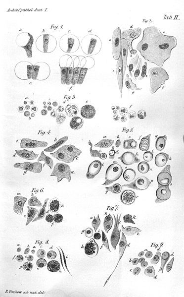 Rudolf Virchow, Cell Theory, Drawing Easy, Modern Life, Easy Drawings, Labor, Bones, Abstract Artwork, Science