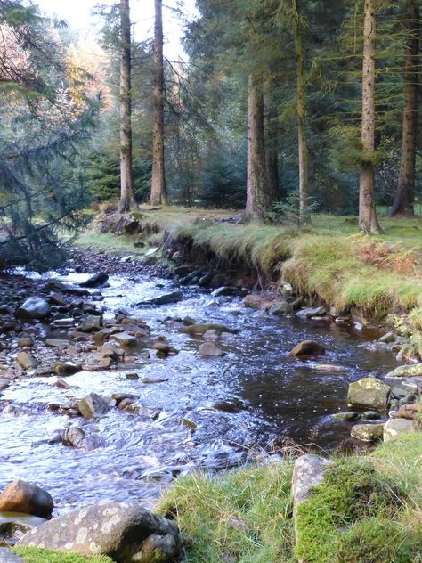 River In A Forest, River Restoration, Forest With River, River In Forest, River In The Forest, River Drawing, Forest Town, Forest Glade, Skipping Stones