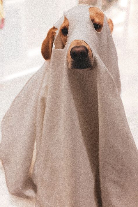 Golden retriever Halloween Golden Retriever Halloween, Puppy Love, Golden Retriever, Ghost, Puppies, Halloween