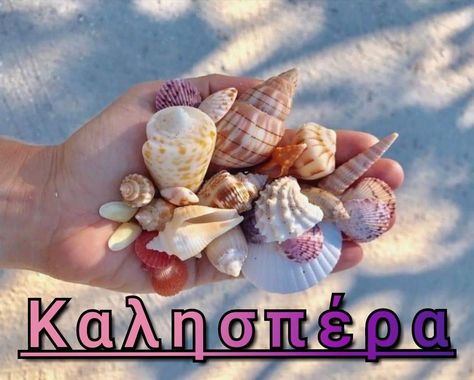 Sanibel Florida, Sanibel Shells, Creature Marine, Art Coquillage, Sanibel Island Florida, Ocean Treasures, She Sells Seashells, Shell Beach, Sanibel Island