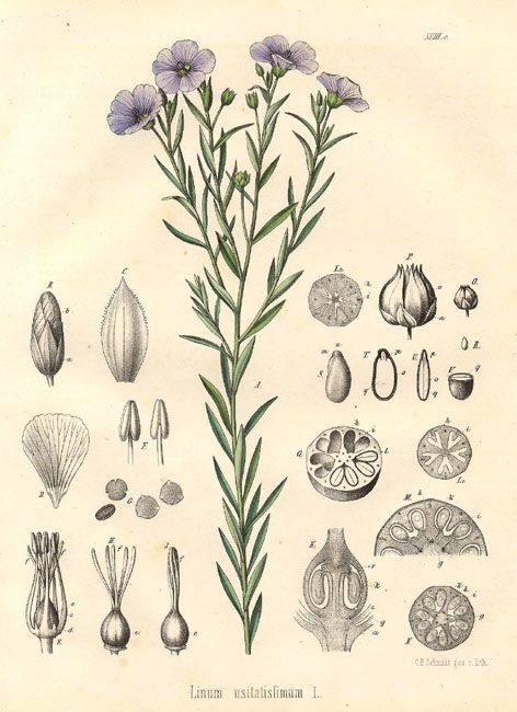 Linen :  A fibre obtained from the flax plant, for the most part produced in central and northern Russia, Belgium, Holland, Ireland, France... Plants Drawing, Trendy Plants, Botanical Illustration Vintage, Vintage Botanical Prints, Plant Drawing, Scientific Illustration, Vintage Tattoo, Botanical Drawings, Plant Illustration