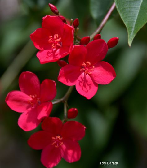 https://flic.kr/p/Qtcb4p | DSC_3576.NEF | Flor natural. Tiny Red Flowers, Laurel Flower, Red Blossoms, Flower Collage, Shade Flowers, Beautiful Bugs, Rare Flowers, Beautiful Flowers Wallpapers, Flower Phone Wallpaper