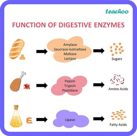 What is the function of digestive enzymes? - Life Proecess Class 10 Digestive Enzymes Benefits, Enzymes Biology, Uni Notes, Letter To Students, Wedding Illustration Card, Basic Anatomy, Human Biology, Gastric Juice, Basic Anatomy And Physiology