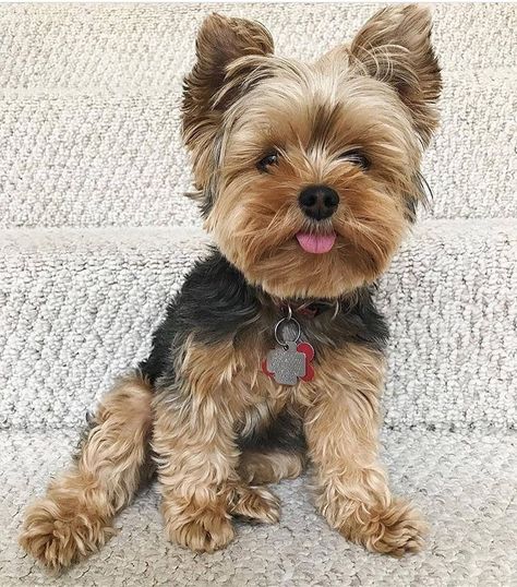 Yorkie Teddy Bear Cut, Yorkie Puppy Care, Teacup Yorkie For Sale, Yorkie Haircuts, Teacup Yorkie Puppy, Yorkie Terrier, Dog Haircuts, Cute Dog Photos, Yorkie Dogs