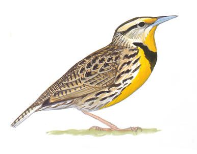 Remarkably similar to the Eastern Meadowlark in colors and pattern, this bird is recognized by its very different song and callnotes. The two species of meadowlarks evidently can easily recognize their own kind the same way; even where their ranges overlap in the Midwest and Southwest, they almost never interbreed. However, the two species do seem to see each other as potential rivals, and they actively defend territories against each other. Songbird Drawing, Western Meadowlark Drawing, Eastern Meadowlark, Sunbittern Bird, Western Meadowlark Painting, Blue Gray Gnatcatcher, Dogwood Canyon, Western Meadowlark, Green Woodpecker Illustration