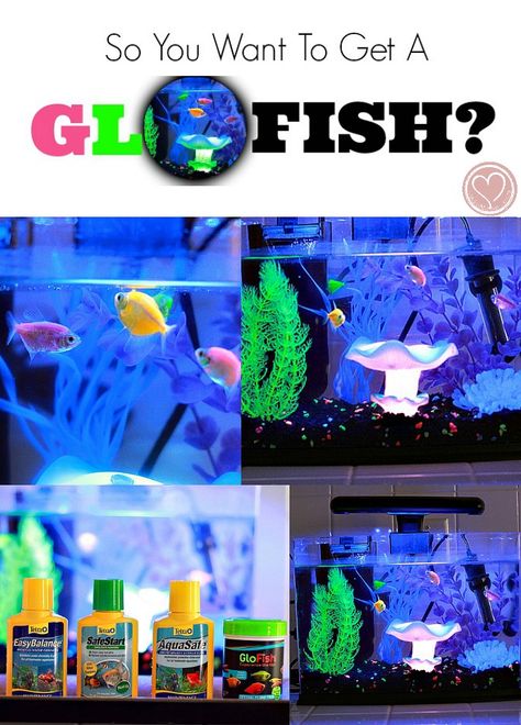 glofish tetra tank reviews Fish Tank For Kids, Glofish Tank, Kids Aquarium, Fish For Kids, Glofish Aquarium, Glow Fish, Tetra Fish, Aquarium Set, Amazing Aquariums