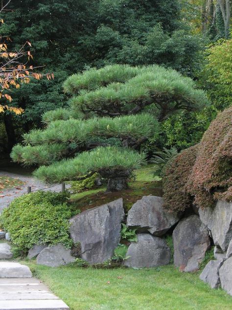 Pine, Japanese Black | TreeBrowser Pine Tree Garden, Austrian Pine, Japanese Inspired Garden, Japanese Black Pine, Pine Garden, Conifers Garden, Small Japanese Garden, Japanese Garden Landscape, Japanese Zen Garden