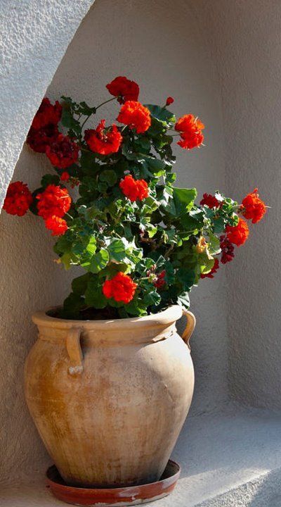 Geraniums Garden, Lotus Flower Pictures, Front Garden Landscape, Red Geraniums, Flower Pots Outdoor, Fence Landscaping, Patio Decorating Ideas On A Budget, Decorating Ideas On A Budget, Mediterranean Garden