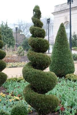 A spiral juniper topiary Urban Gardening Ideas, Outdoor Topiary, Landscape Nursery, Boxwood Garden, Spiral Tree, Topiary Plants, Q And A, Topiary Garden, Areas Verdes