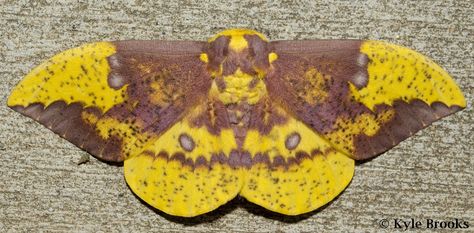 Imperial Moth Tattoo, Entomology Journal, Imperial Moth, Whirl Pool, Orange Moth, Io Moth, Study Reference, Interesting Creatures, Habitat Garden