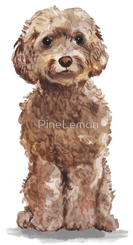 "Brown Cockapoo" Art Print by PineLemon | Redbubble Cockapoo Painting Acrylic, Cockapoo Art, Labradoodle Drawing, Aussie Poo, Brown Cockapoo, Dog Portrait Drawing, Watercolour Animals, Best Friend Family, Pet Paintings