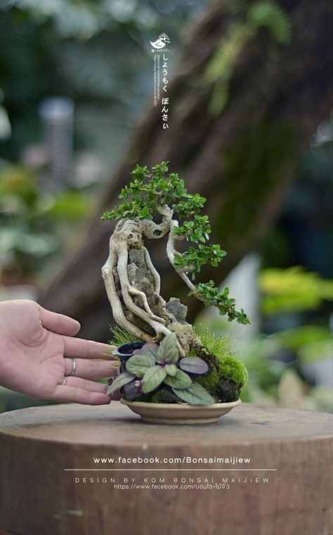 Bonsai Sancang, Mini Cactus Garden, Bonsai Mame, Bonsai Diy, Bonsai Making, Bonsai Nursery, Ficus Bonsai, Japanese Bonsai Tree, Bonsai Pruning