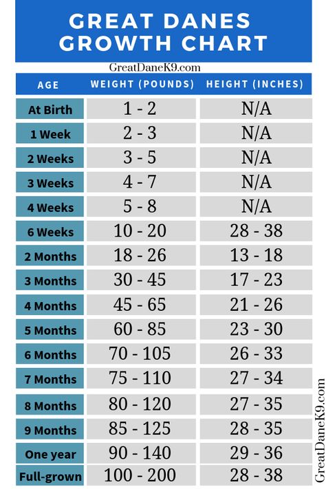 Check whether your Great Dane is growing properly or not? Great Dane Care, Great Dane Puppy Training, Great Dane Growth Chart, Puppy Growth Chart, Great Dane Facts, Puppy Playground, Funny Creatures, Puppy Diy, The Great Dane