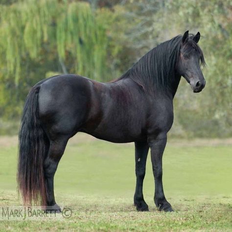 Fresian Horses, Black Friesian Horse, Canadian Horse, Friesian Stallion, Horse Lead, Morgan Horse, Black Stallion, Black Horses, Most Beautiful Horses