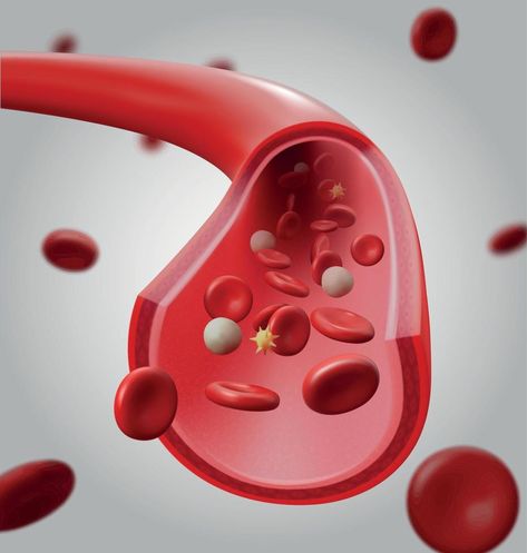 Realistic Detailed 3d Normal Blood Flow. Vector Blood Vessels, Blood Flow