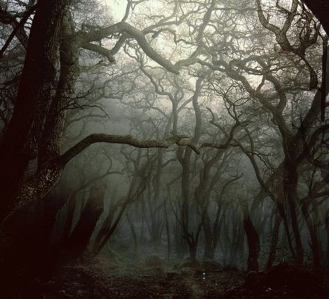 Dark Forest, Trees, Forest