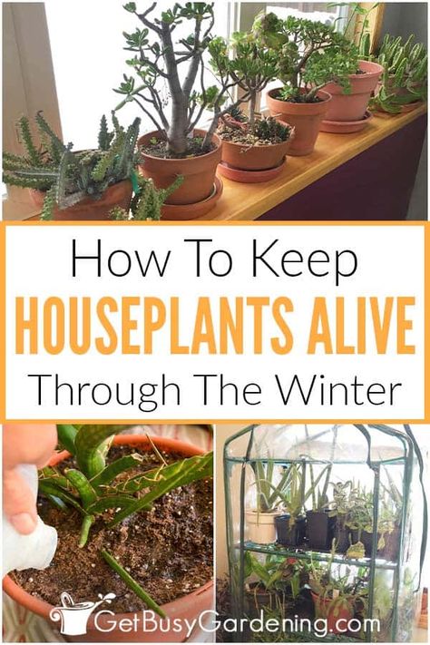 Once it is getting near winter, you might be wondering how to care for your houseplants during the colder months. This comprehensive guide covers all aspects of indoor plant maintenance for winter, so you can keep your carefully grown greenery alive. Learn everything about winter houseplant care, from maintaining humidity and light, to adjusting your watering schedule to account for changes in soil moisture, fertilizing, and more! Get all the best tips and tricks for healthy, thriving plants. Bringing In Plants For Winter, Winter Indoor Plant Setup, House Plant Tips And Tricks, Watering Indoor Plants Tips, Winter Plants Indoor, Moving Plants Indoors For Winter, Bringing Plants Inside For Winter, Winterize Plants, Winterizing Plants