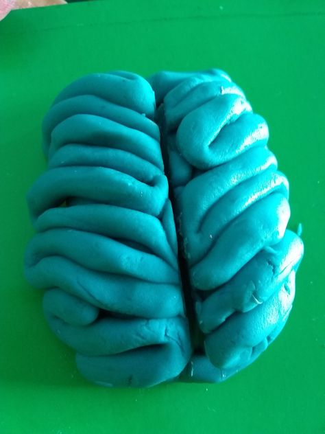 Clay doh model of Brain. Brain Hand Model, Brain Models Diy, Hand Model Of The Brain, Playdough Brain Model, Clay Brain Model How To Make, Clay Doh, Brain Models, Brain Activities, Human Brain