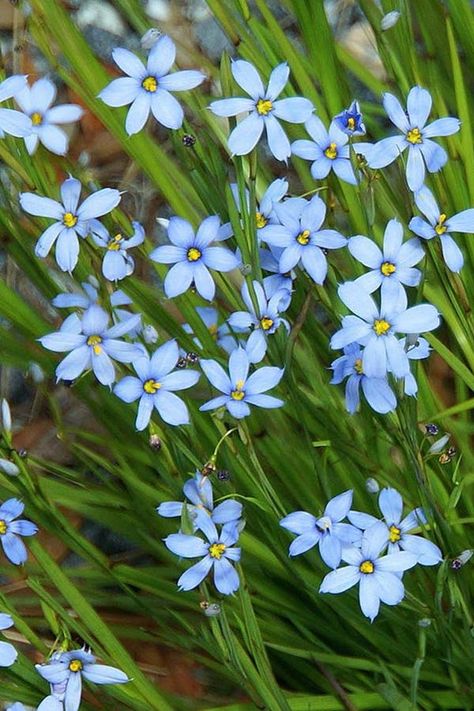 12 Gorgeous Perennials That Love the Shade #purewow #gardens #home Shade Flowers Perennial, Potted Gardens, Shade Loving Shrubs, Rockery Garden, Shade Gardening, Shade Loving Perennials, Shade Garden Plants, Backyard Adventure, Shade Gardens