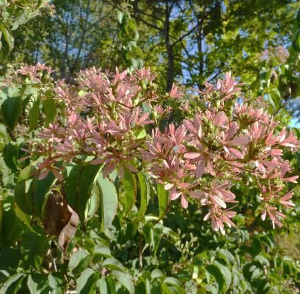 Year Round Lit Trees, Tall Med Small Trees, Trees Safe To Plant Near Foundation, Free Trees, Minnesota Trees, Tiny Seeds Grow Mighty Trees, Trees Backyard, Kentucky Coffee Tree, Heptacodium Miconioides