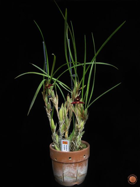 Maxillaria Tenuifolia, Urban Jungle, Orchids, Media, Plants