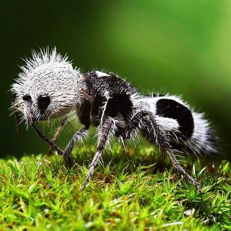 The velvet panda ant #animals #nature #photography Blue Sea Slug, Weird Looking Animals, Glaucus Atlanticus, Bizarre Animals, Unusual Animals, Types Of Animals, Animal Species, Weird Creatures, Weird Animals