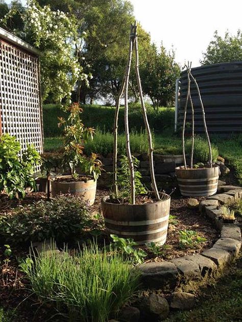 Wine barrel tomato cages Vegetable Beds, Trellis Ideas, Growing Tomatoes In Containers, Patch Ideas, Grow Tomatoes, Wine Barrels, Tomato Cages, Garden Veggies, Community Garden