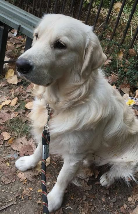 Irish Cream Golden Retriever, English Cream Golden Retriever Aesthetic, Light Golden Retriever, Golden Retriever Cream, Golden Pyrenees, Creme Golden Retriever, English Creme Golden Retriever, Golden Retriever English Cream, Golden Retriever Yellow