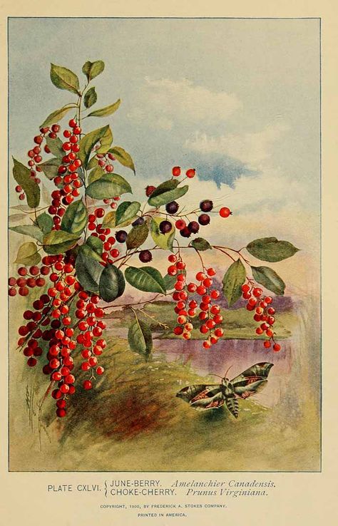 Chokecherry (Prunus virginiana) with Eastern Serviceberry AKA Shadbush AKA Juneberry (Amelanchier canadensis) Chokecherry Tree, Habitat Garden, Vintage Illustration Art, Old Book Pages, Native Garden, Inspirational Wallpapers, Tree Tattoo, Nature Journal, Native Plants