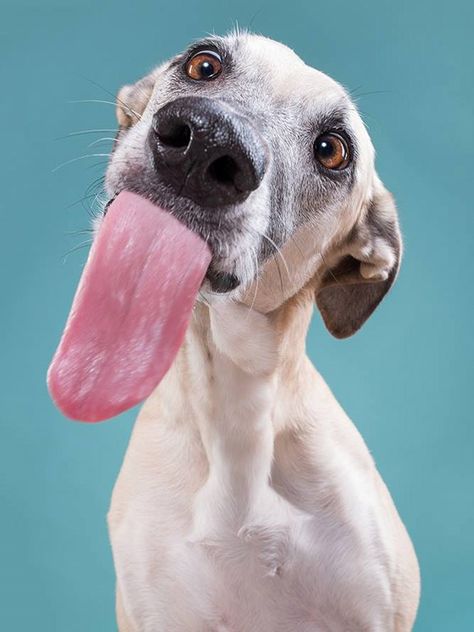 Funny Dog Faces, Dog Photoshoot, Silly Dogs, Vanilla Pudding, Silly Animals, Dog Photography, Dog Portraits, Dog Photos, 귀여운 동물