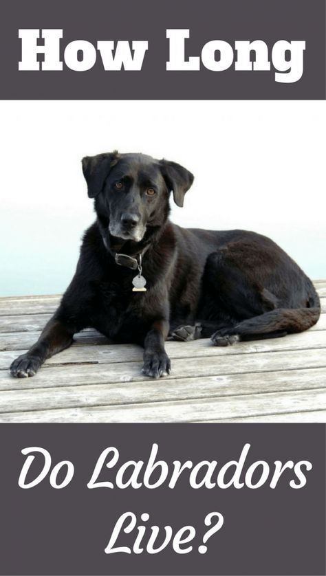 How Long do Labs Live? Average Labrador Lifespan? The Oldest? Black Labs Dogs Pictures, Labrador Retriever Aesthetic, English Labrador Retriever, Labs Dogs, Mad Honey, Labrador Training, Dog Infographic, Black Labrador Puppy, English Labrador