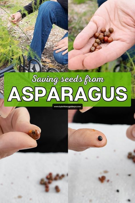 Did you know you can save asparagus seeds from the berries female asparagus plants grow? Learn how to do it here! Asparagus Plants, Asparagus Garden, Asparagus Seeds, How To Propagate Lavender, Save Seeds, Asparagus Plant, Gardening Seeds, Garden Tags, Woodworking Tutorials