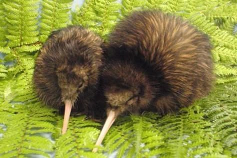 Kiwi Wallpaper, Kiwi Animal, Baby Kiwi, Kiwi Birds, New Zealand Kiwi, Bird Facts, Kiwi Bird, Lovely Creatures, Bird Wallpaper