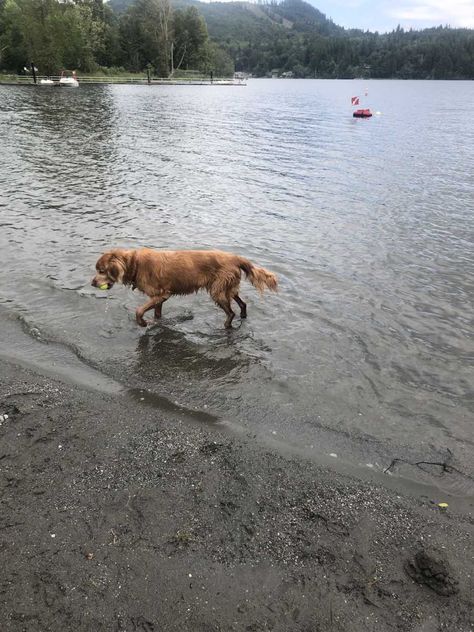 ‘She laid there. I told her one last time, ‘I love you so much.’ I filled my pockets with tissues and walked out.’: Man fills dog’s last day with favorite activities, encourages others to cherish every moment – Love What Matters Dog Last Day, America's Got Talent Videos, Love What Matters, Got Talent Videos, Cherish Every Moment, Waiting For Her, America's Got Talent, Wait For Me, Animal Stories